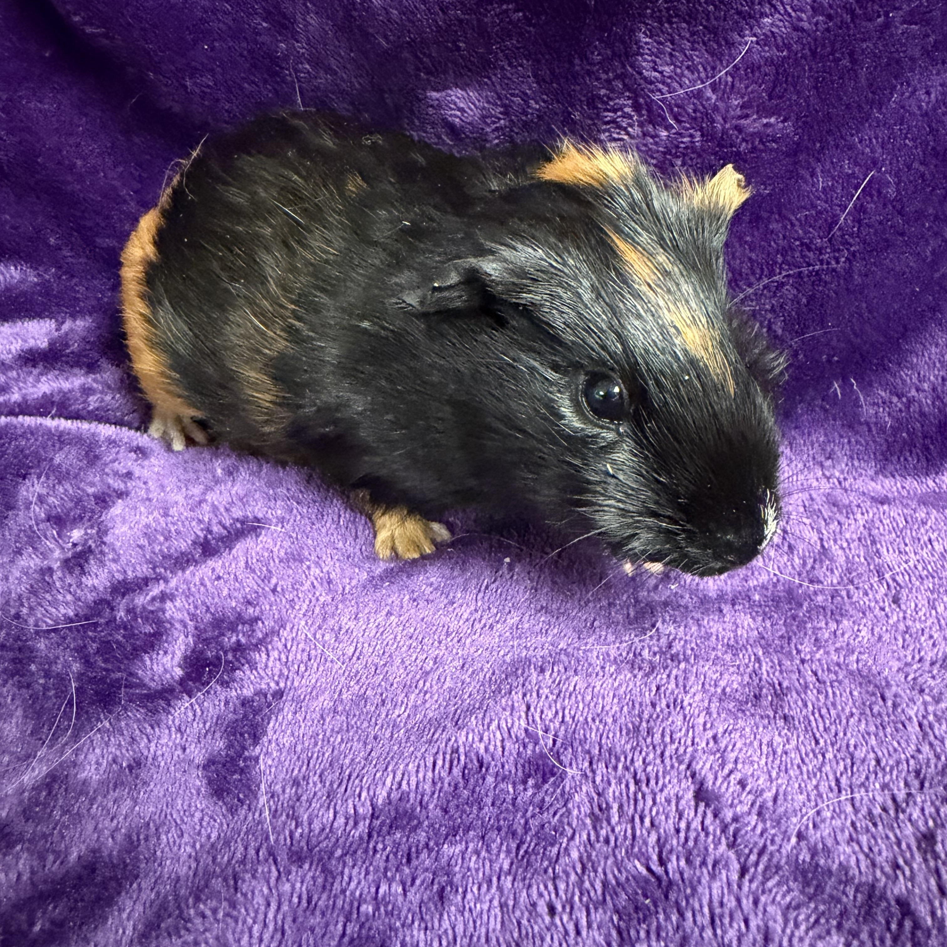 Kelly: video!!, a ADOPTABLE Guinea Pig in Edinburg, PA image 6/6