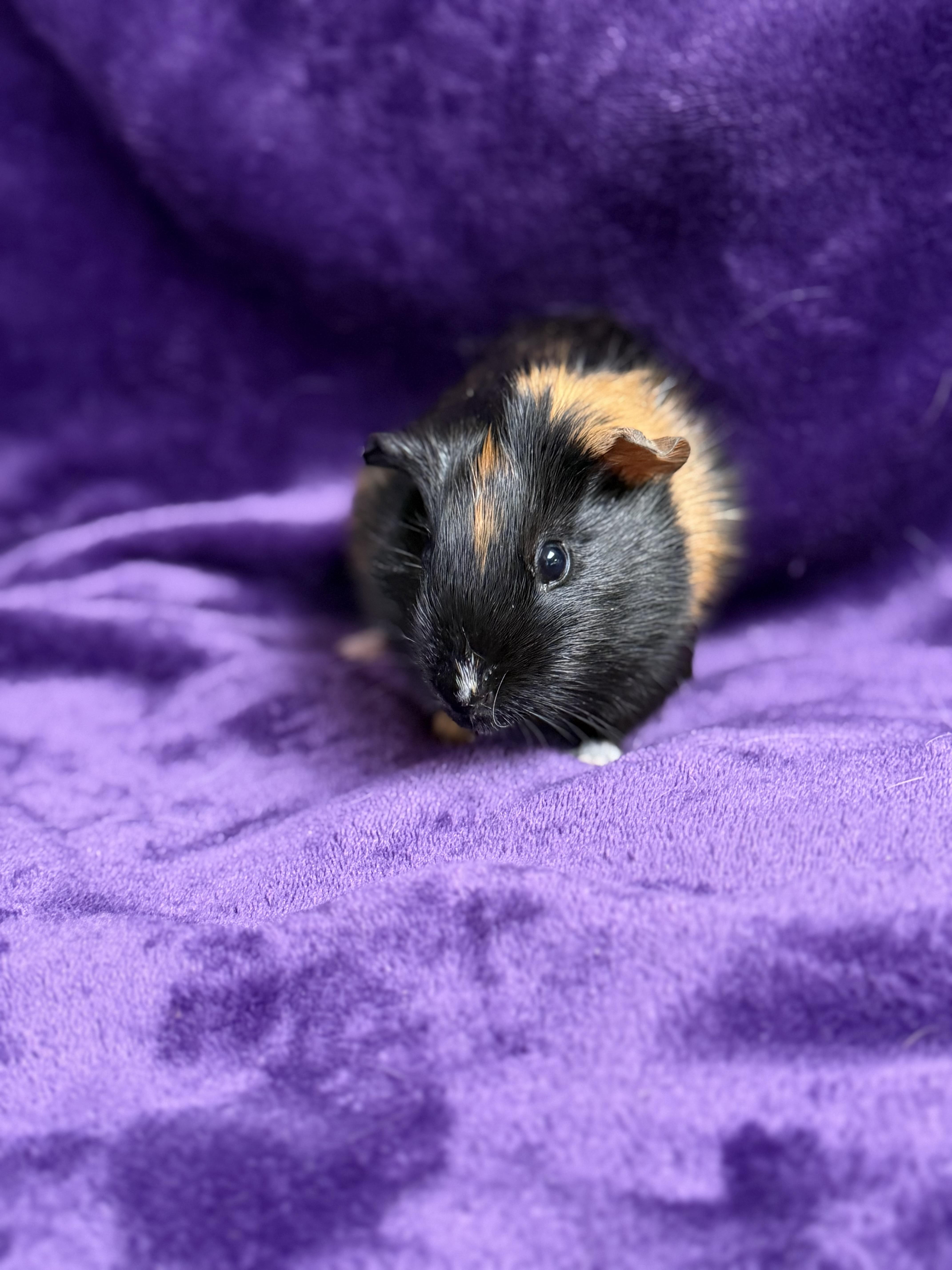 Kelly: video!!, a ADOPTABLE Guinea Pig in Edinburg, PA image 4/6