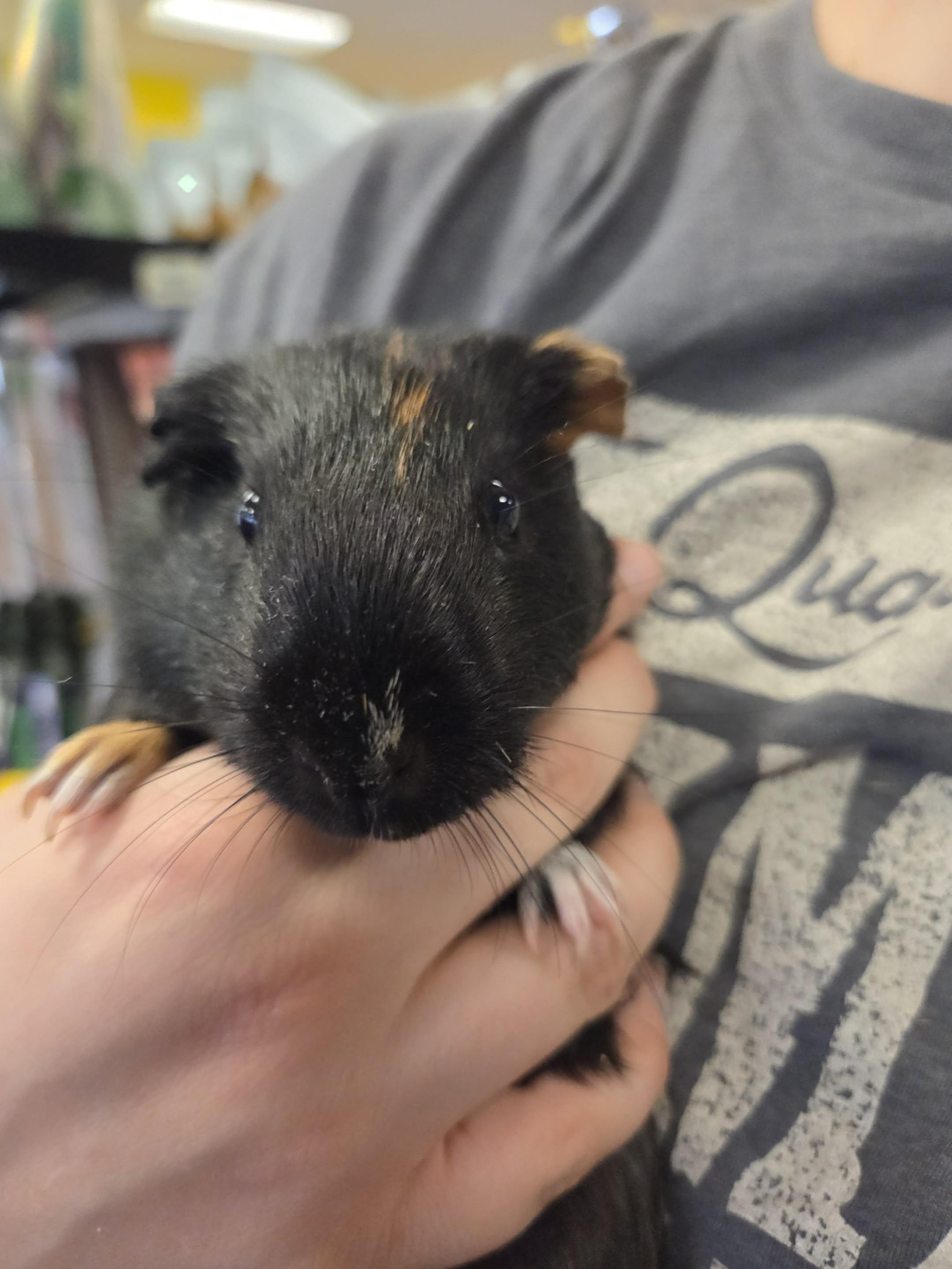 Enlarge Kelly: video!!, a ADOPTABLE Guinea Pig in Edinburg, PA image 2/6