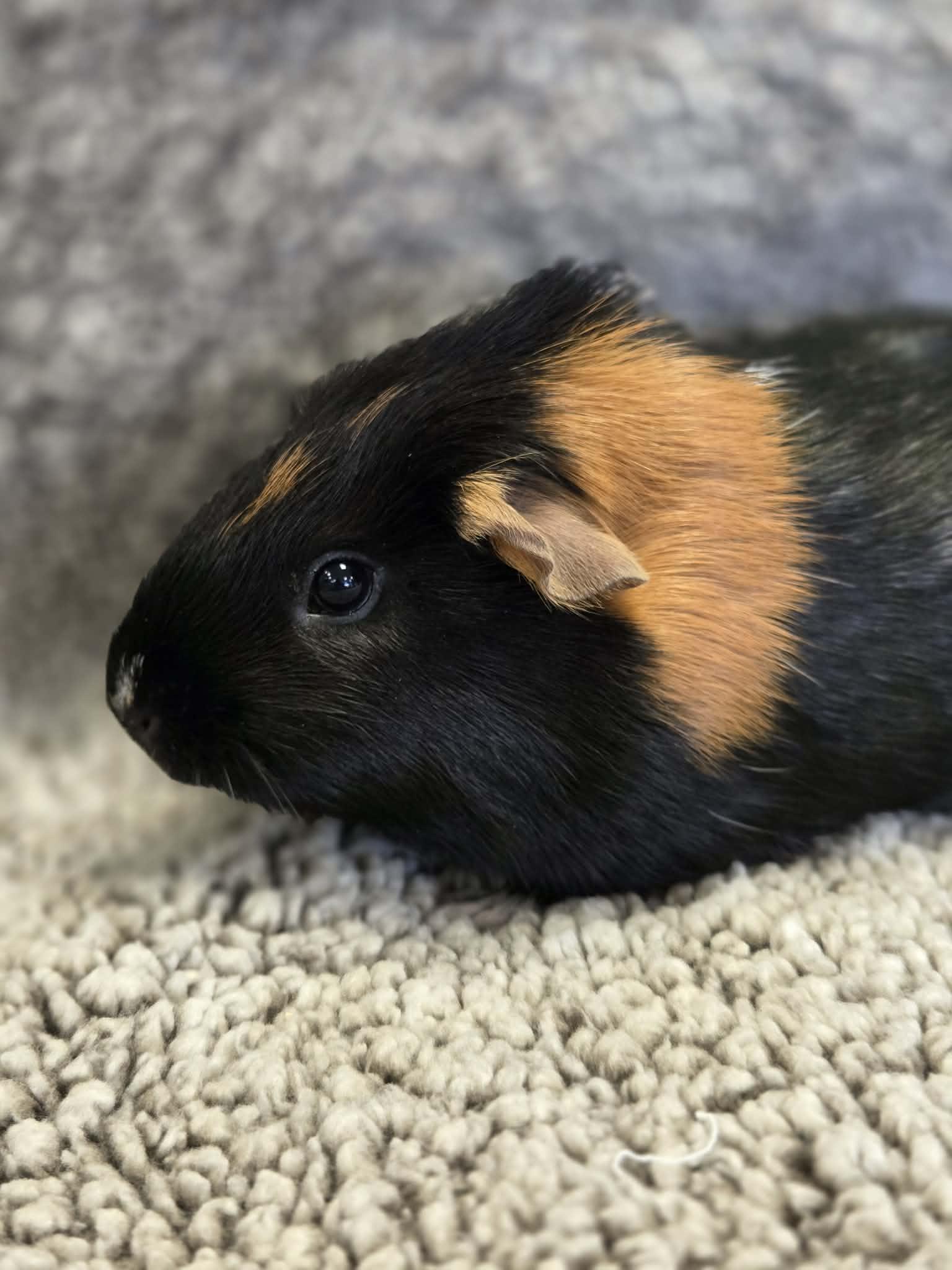 Enlarge Kelly: video!!, a ADOPTABLE Guinea Pig in Edinburg, PA image 6/6