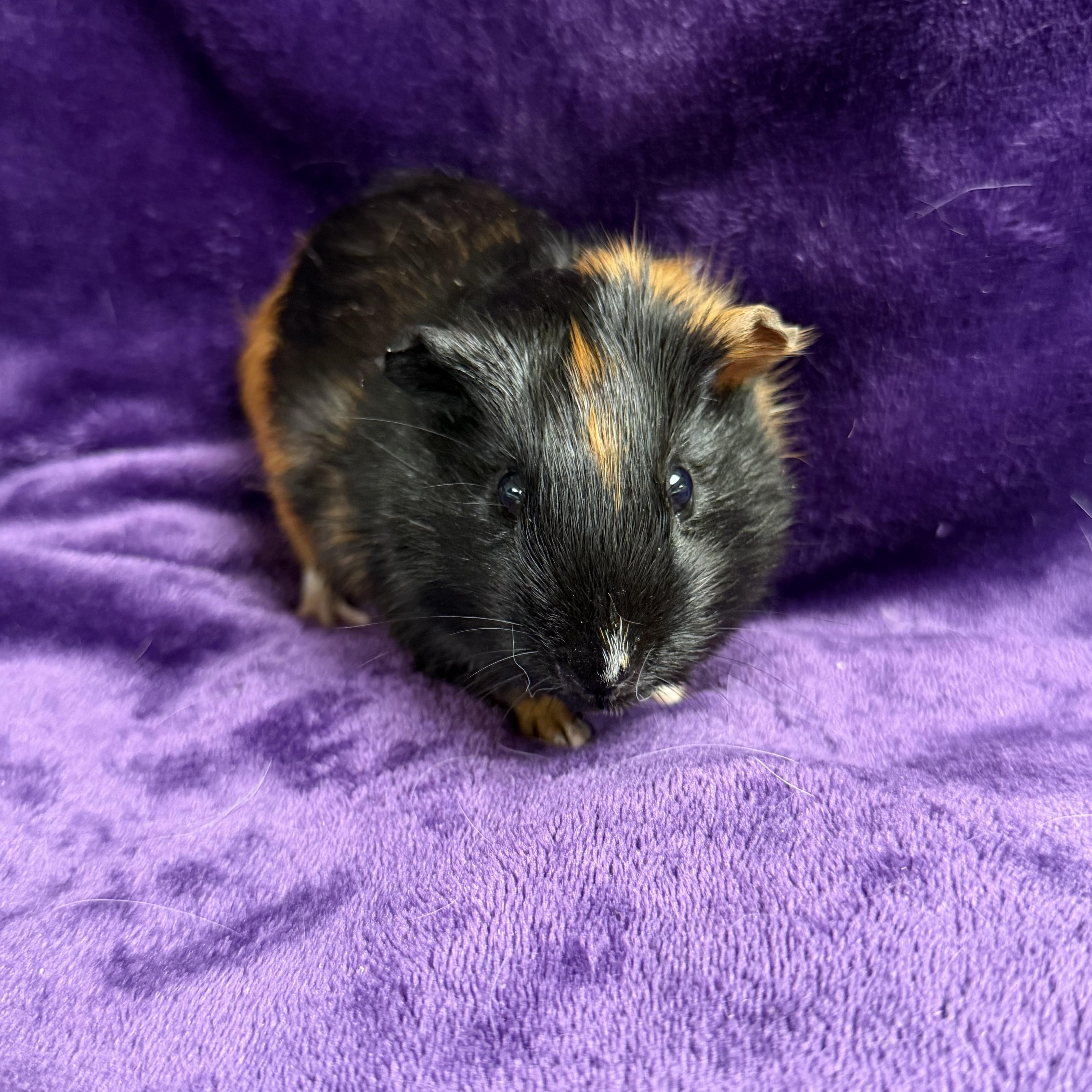 Kelly: video!!, a ADOPTABLE Guinea Pig in Edinburg, PA image 1/6