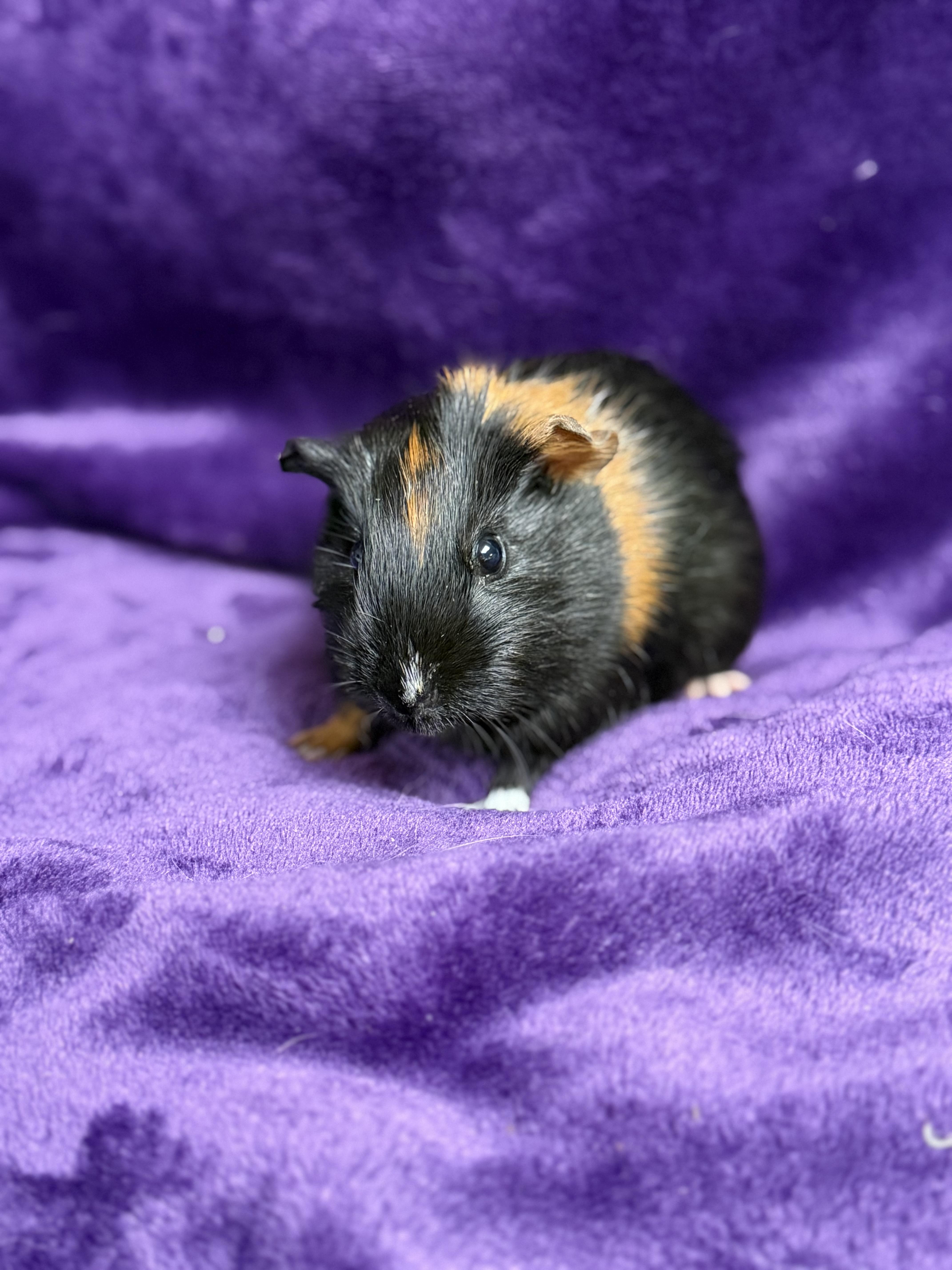Kelly: video!!, a ADOPTABLE Guinea Pig in Edinburg, PA image 3/6