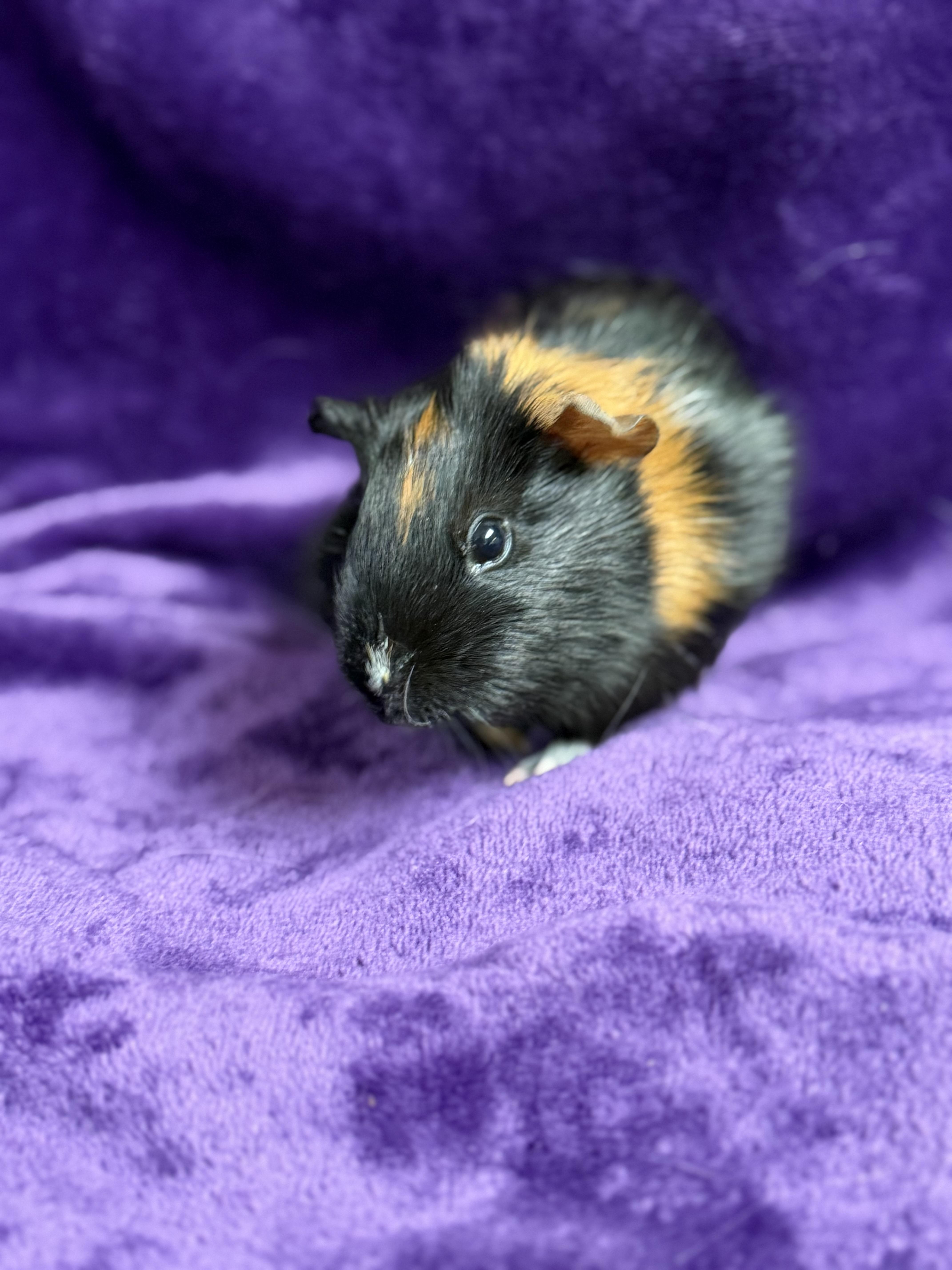 Kelly: video!!, a ADOPTABLE Guinea Pig in Edinburg, PA image 5/6
