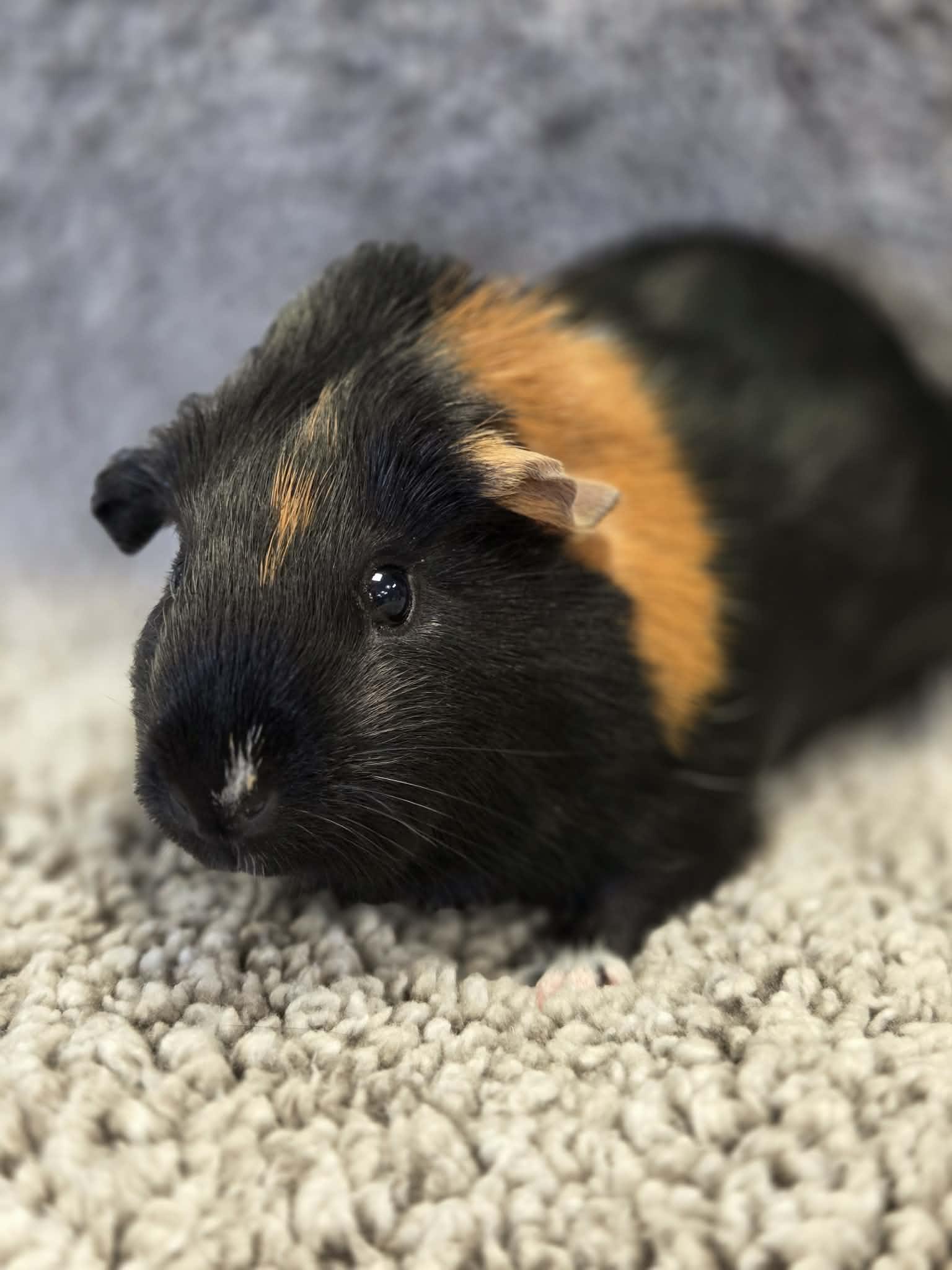 Enlarge Kelly: video!!, a ADOPTABLE Guinea Pig in Edinburg, PA image 1/6