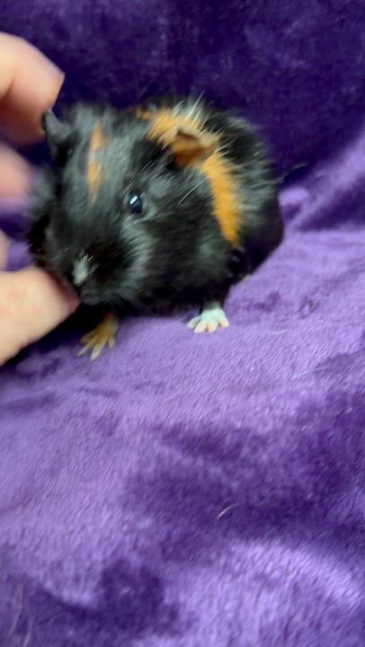 Enlarge Kelly: video!!, a ADOPTABLE Guinea Pig in Edinburg, PA video 2/6