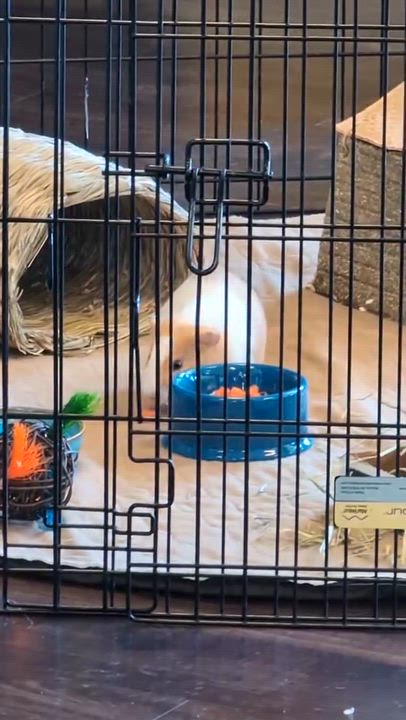 Enlarge Kelly: video!!, a ADOPTABLE Guinea Pig in Edinburg, PA video 5/6