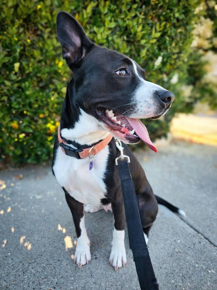 Roxy 8