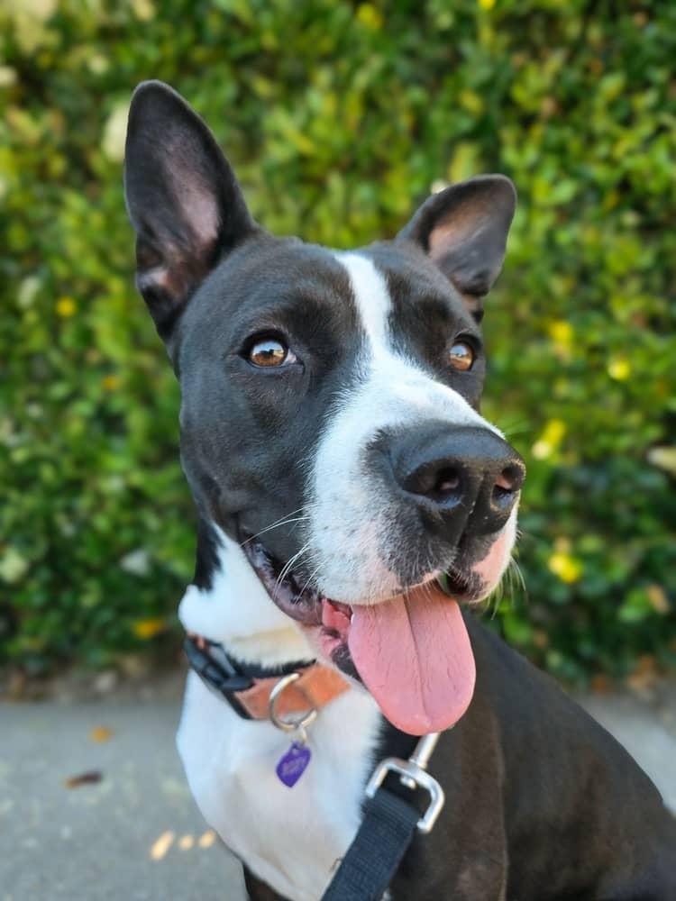 Enlarge Roxy, a Adoptable Mixed Breed in Studio City, CA image 2/8