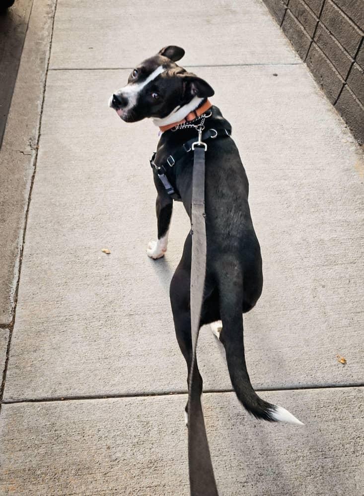 Enlarge Roxy, a Adoptable Mixed Breed in Studio City, CA image 5/8