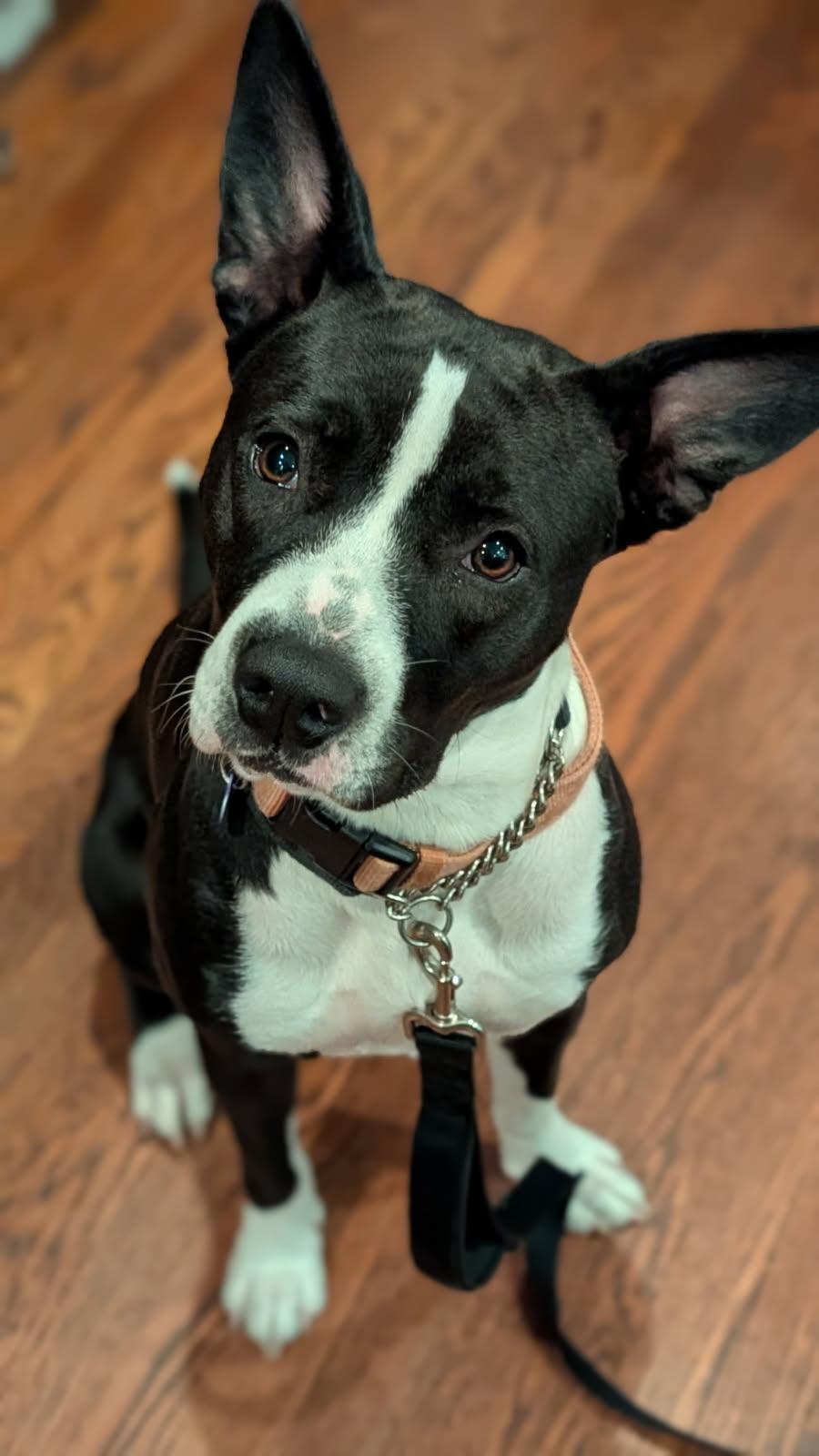 Roxy, Adoptable, Young Female Mixed Breed.