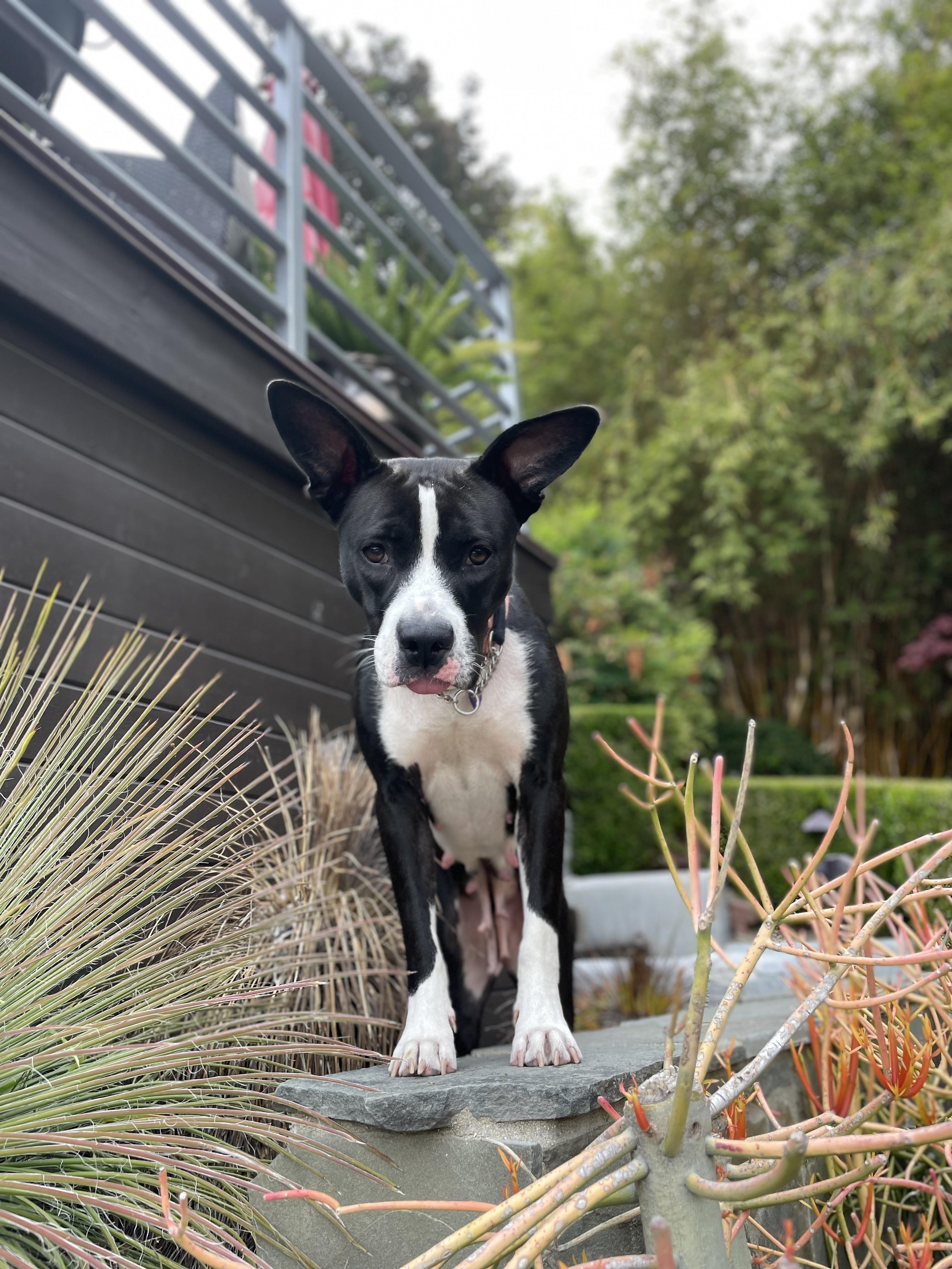 Enlarge Roxy, a Adoptable Mixed Breed in Studio City, CA image 7/8