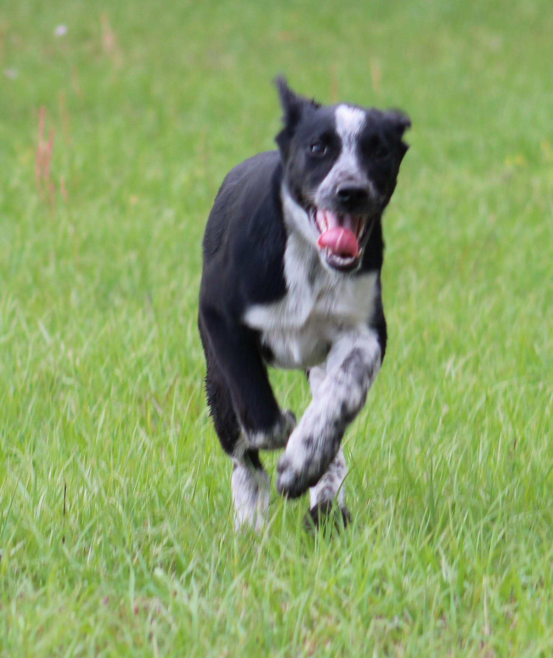 Enlarge Blaze, a ADOPTABLE mixed breed in Jesup, GA image 2/5