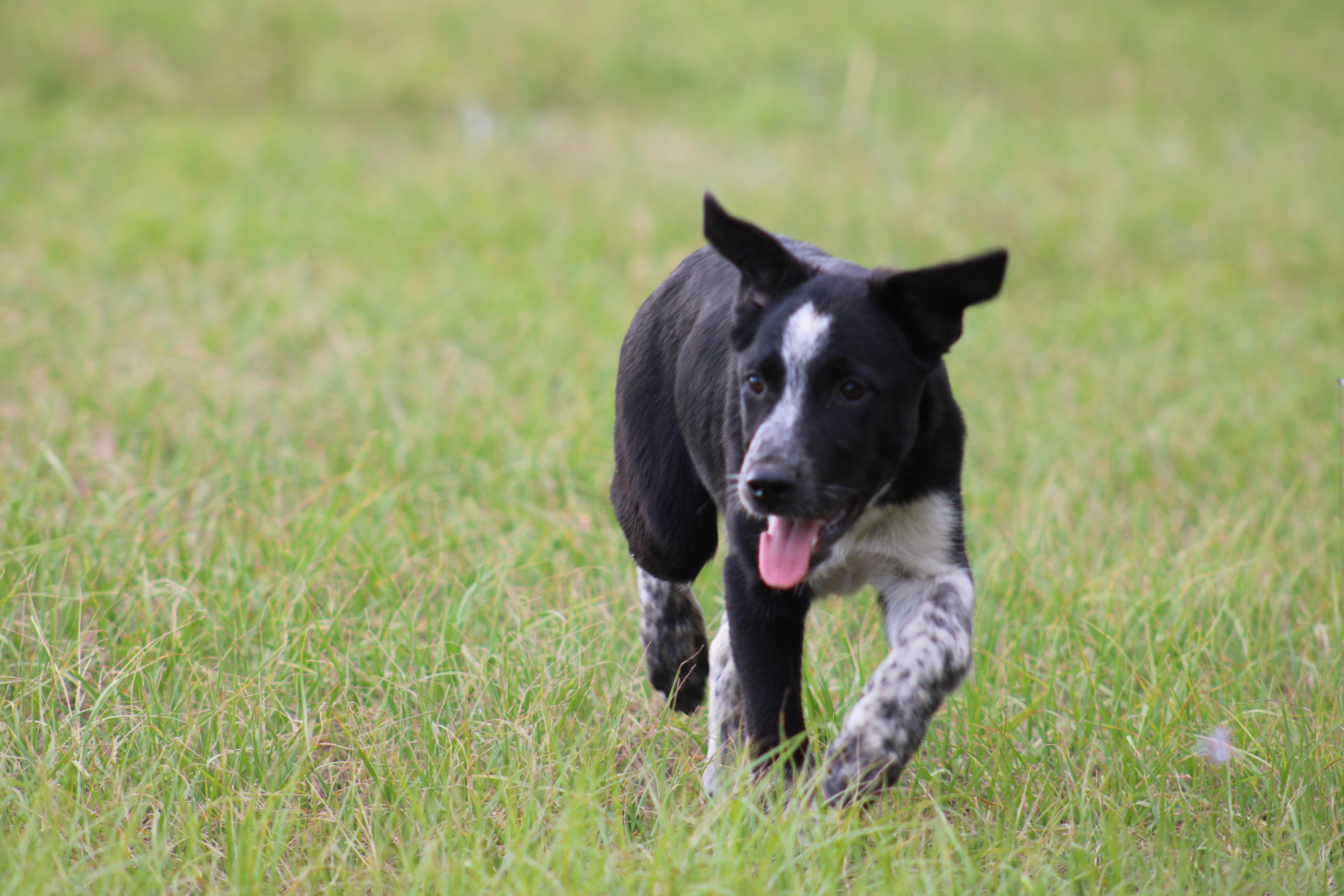 Enlarge Blaze, a ADOPTABLE mixed breed in Jesup, GA image 4/5