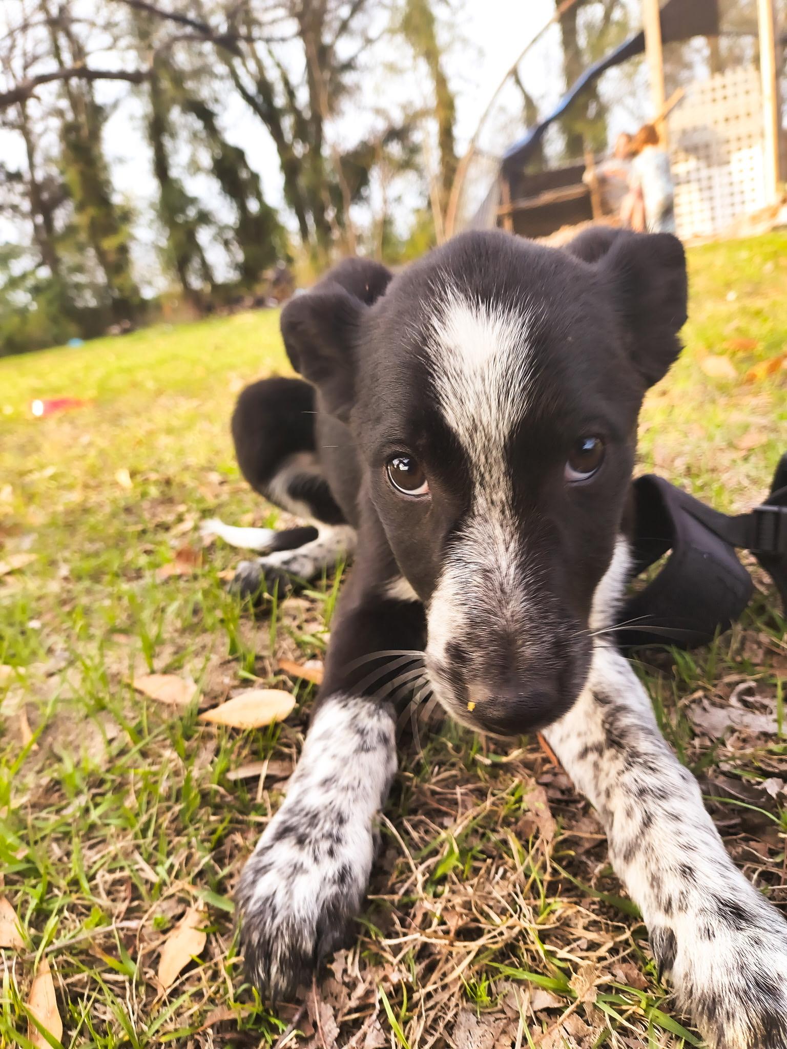 Enlarge Blaze, a ADOPTABLE mixed breed in Jesup, GA image 5/5