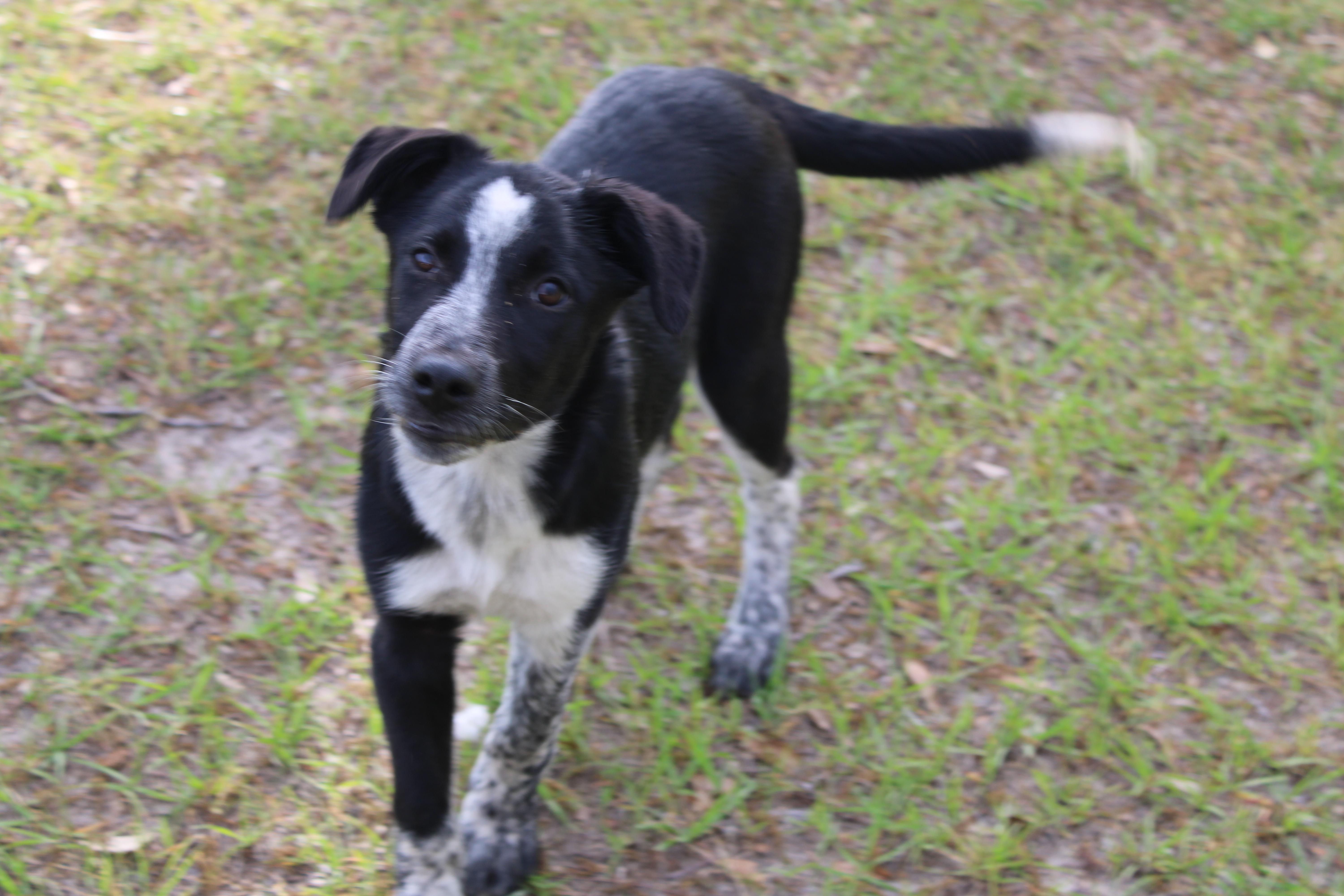 Enlarge Blaze, a ADOPTABLE mixed breed in Jesup, GA image 1/5