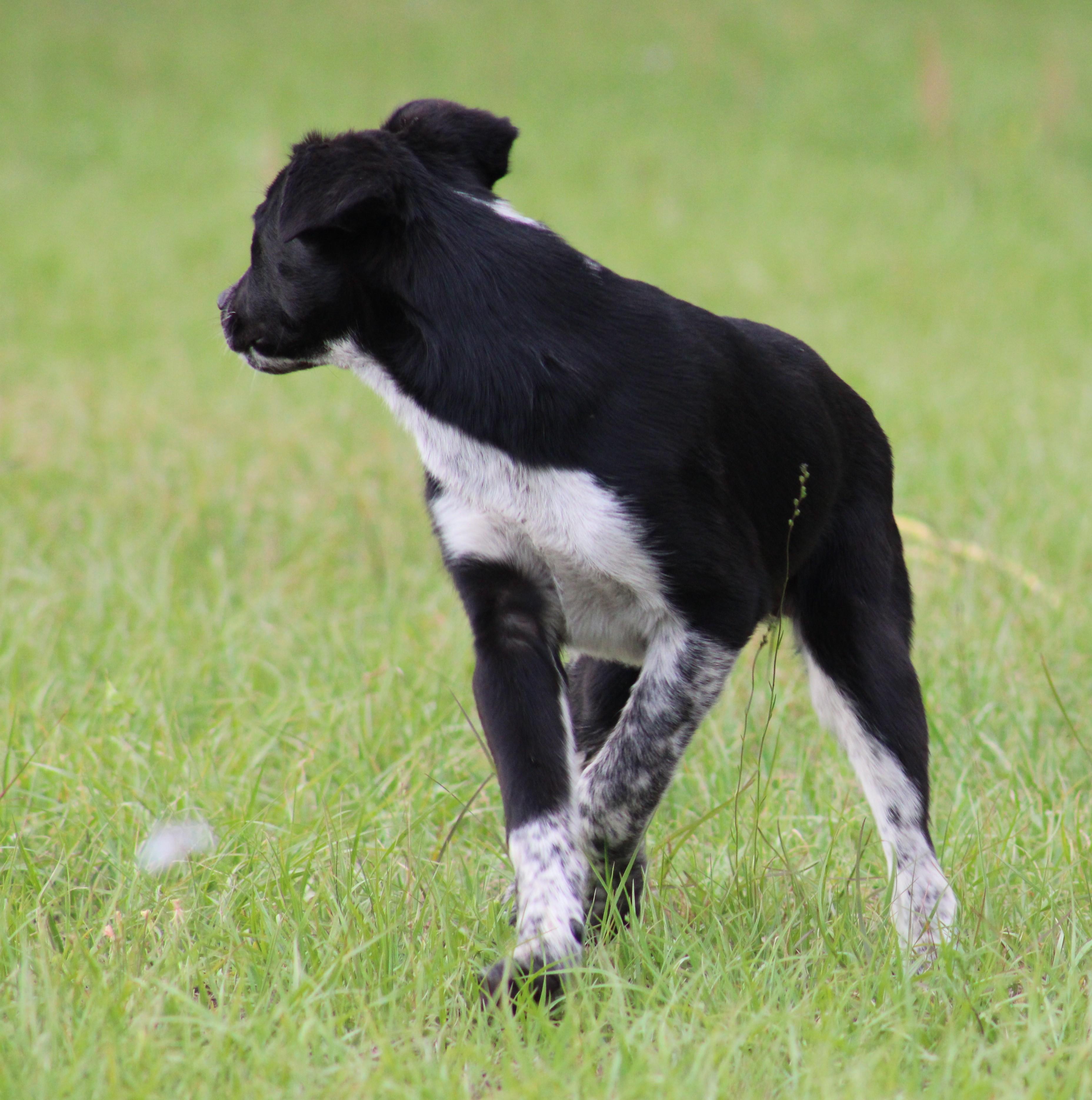 Enlarge Blaze, a ADOPTABLE mixed breed in Jesup, GA image 3/5