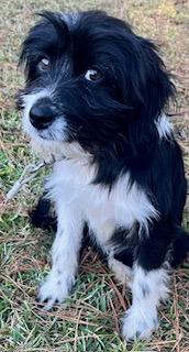 Enlarge Baby Lacy, an adopted mixed breed in Warwick, RI image 4/6