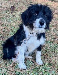 Enlarge Baby Lacy, an adopted mixed breed in Warwick, RI image 3/6