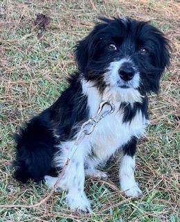 Enlarge Baby Lacy, an adopted mixed breed in Warwick, RI image 2/6