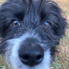 Baby Lacy, adopted, Puppy Female Cocker Spaniel.