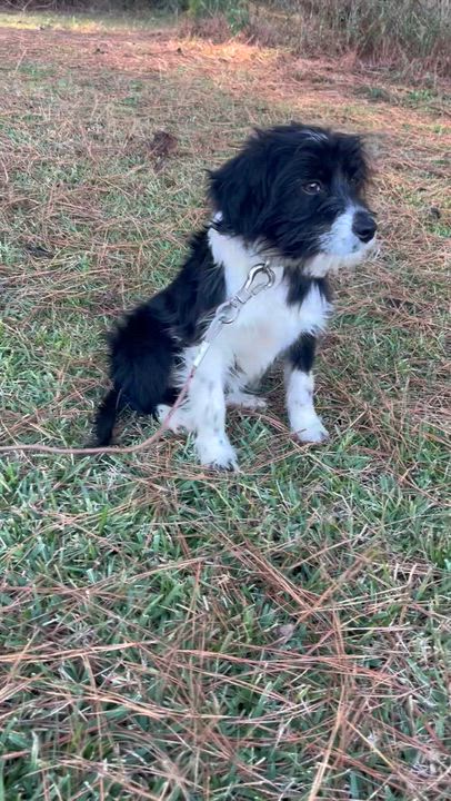 Enlarge Baby Lacy, an adopted mixed breed in Warwick, RI video 6/6