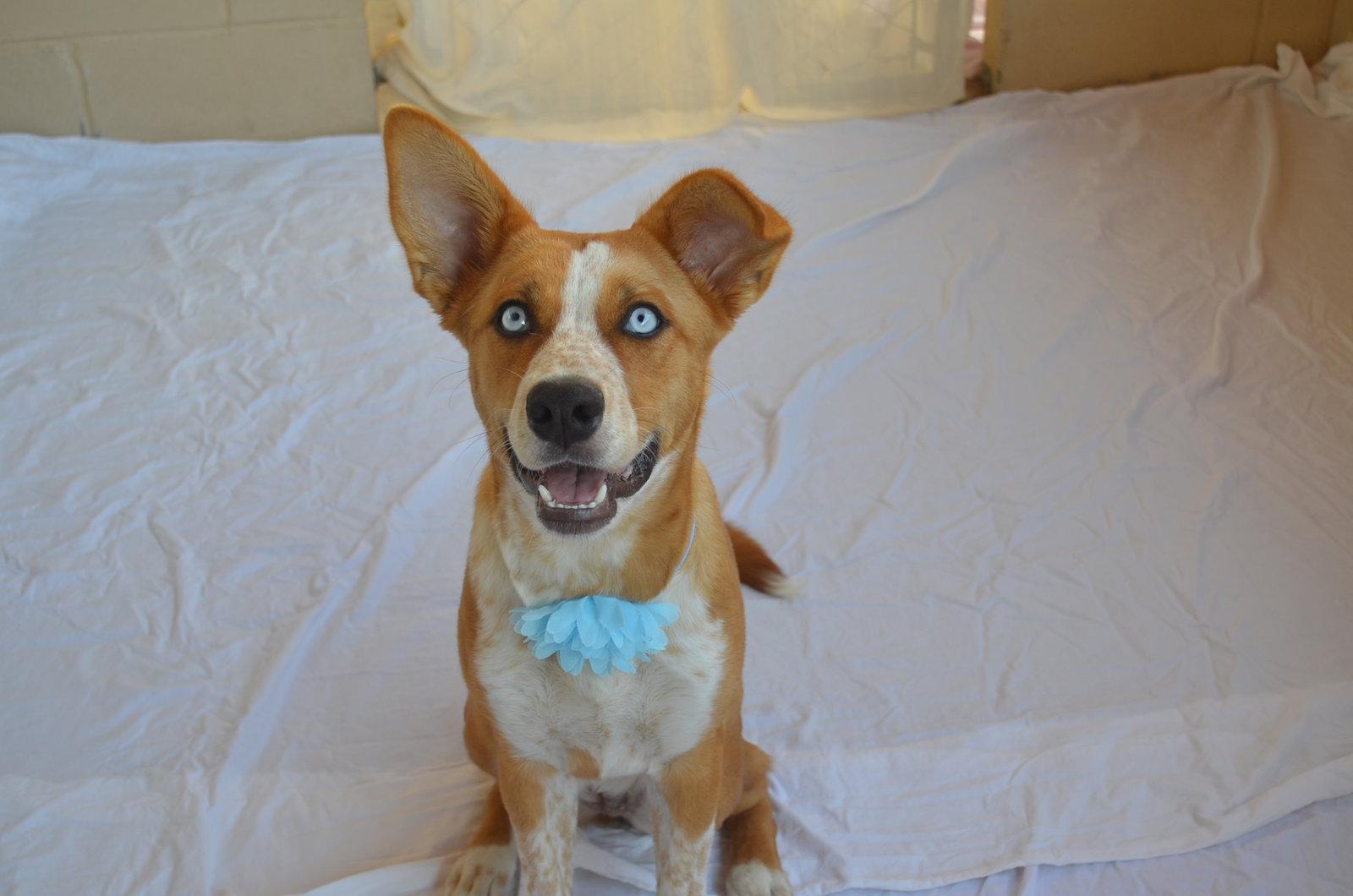 Plonk, Adoptable, Young Female Australian Cattle Dog / Blue Heeler & Husky.