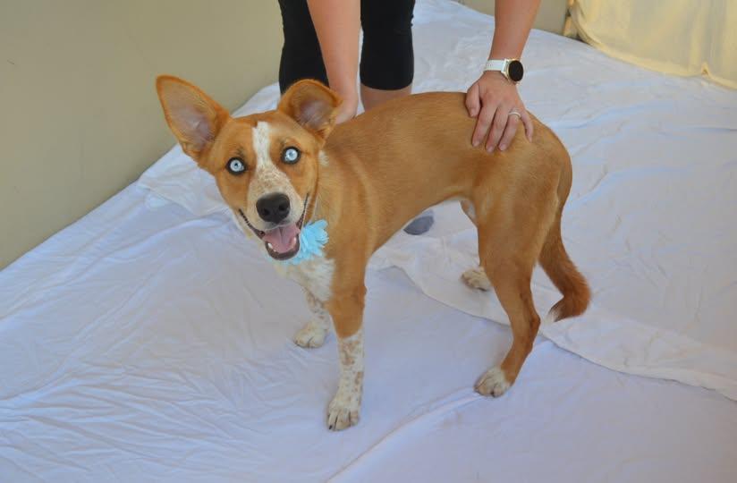 Enlarge Plonk, a Adoptable mixed breed in McKinney, TX image 2/3