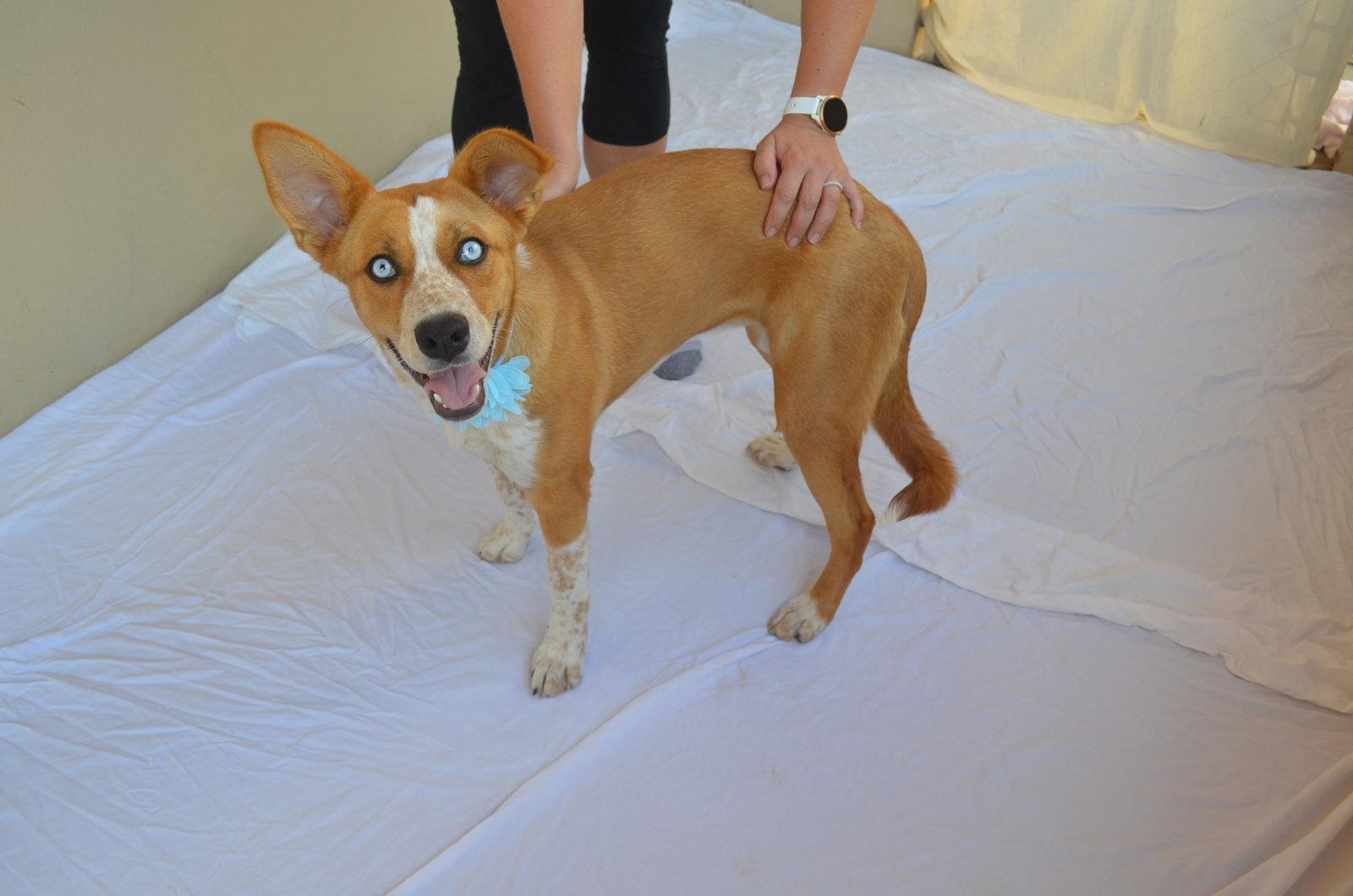 Enlarge Plonk, a Adoptable mixed breed in McKinney, TX image 3/3