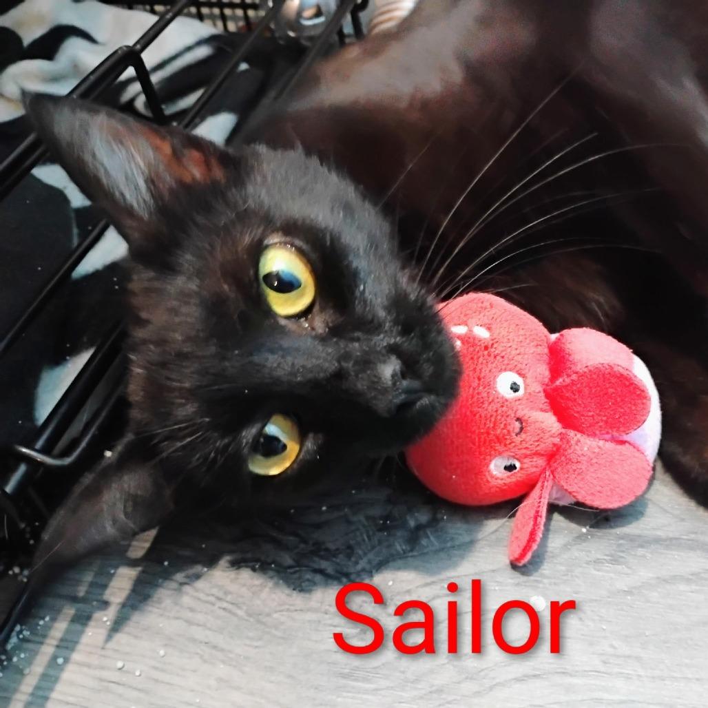 Sailor, Adoptable, Adult Female Domestic Short Hair.
