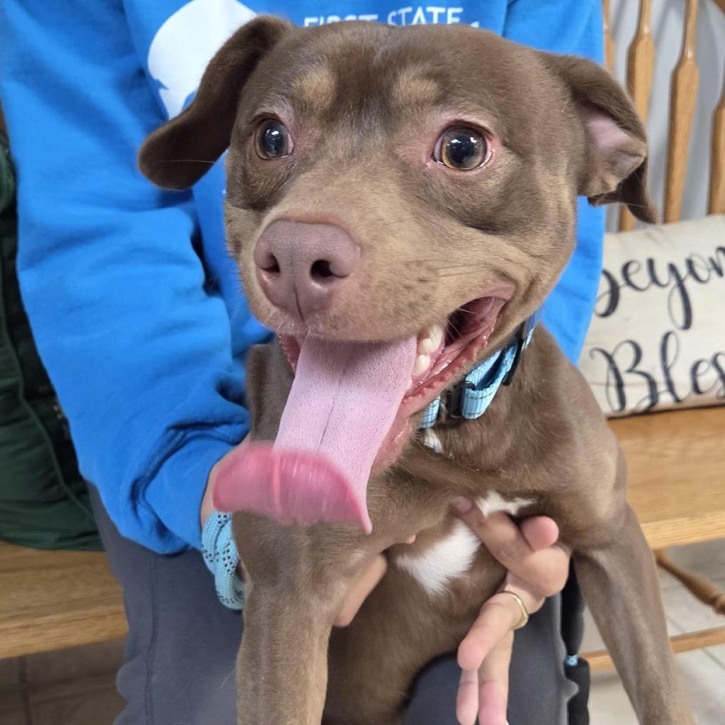 Browen, a Adoptable Mixed Breed in Camden, DE image 1/2