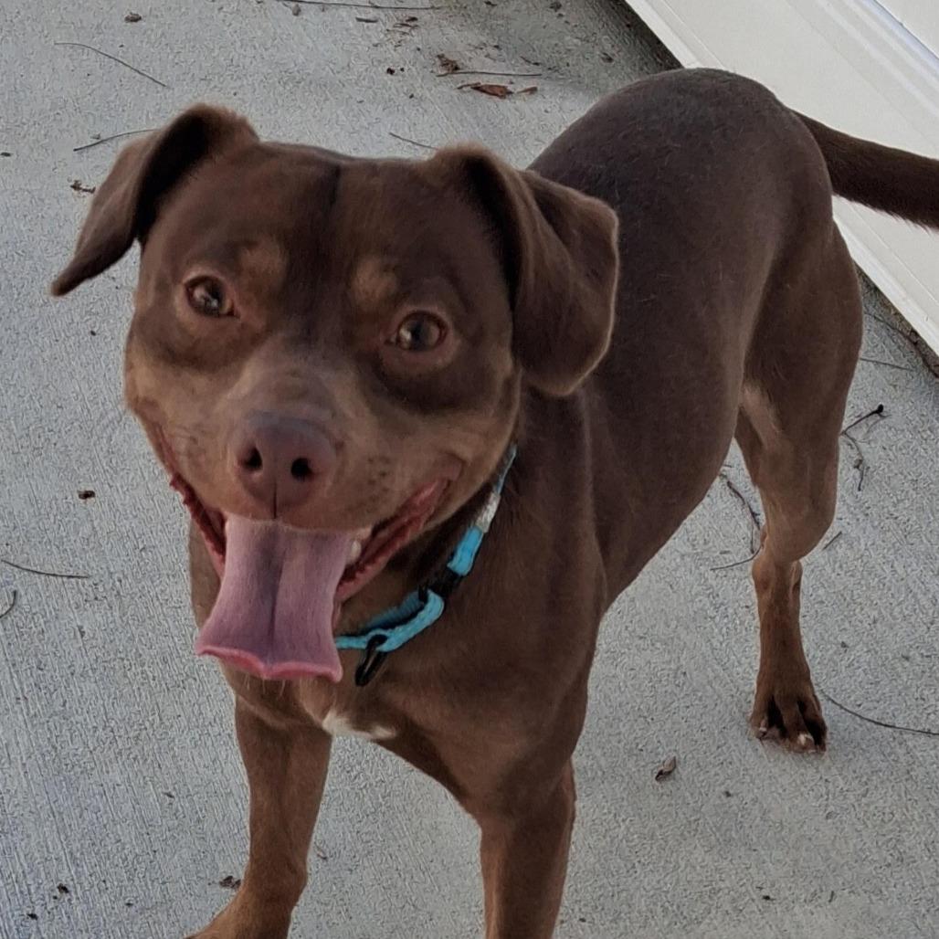 Browen, a Adoptable Mixed Breed in Camden, DE image 2/2