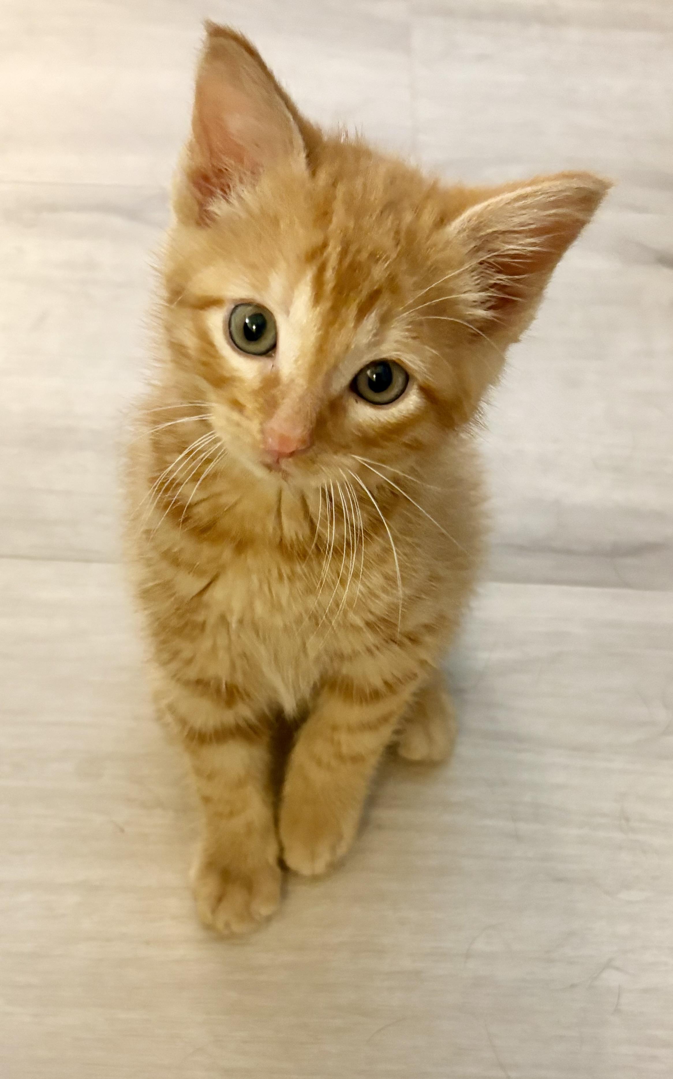 Croissant, adopted, Kitten Male Domestic Short Hair.