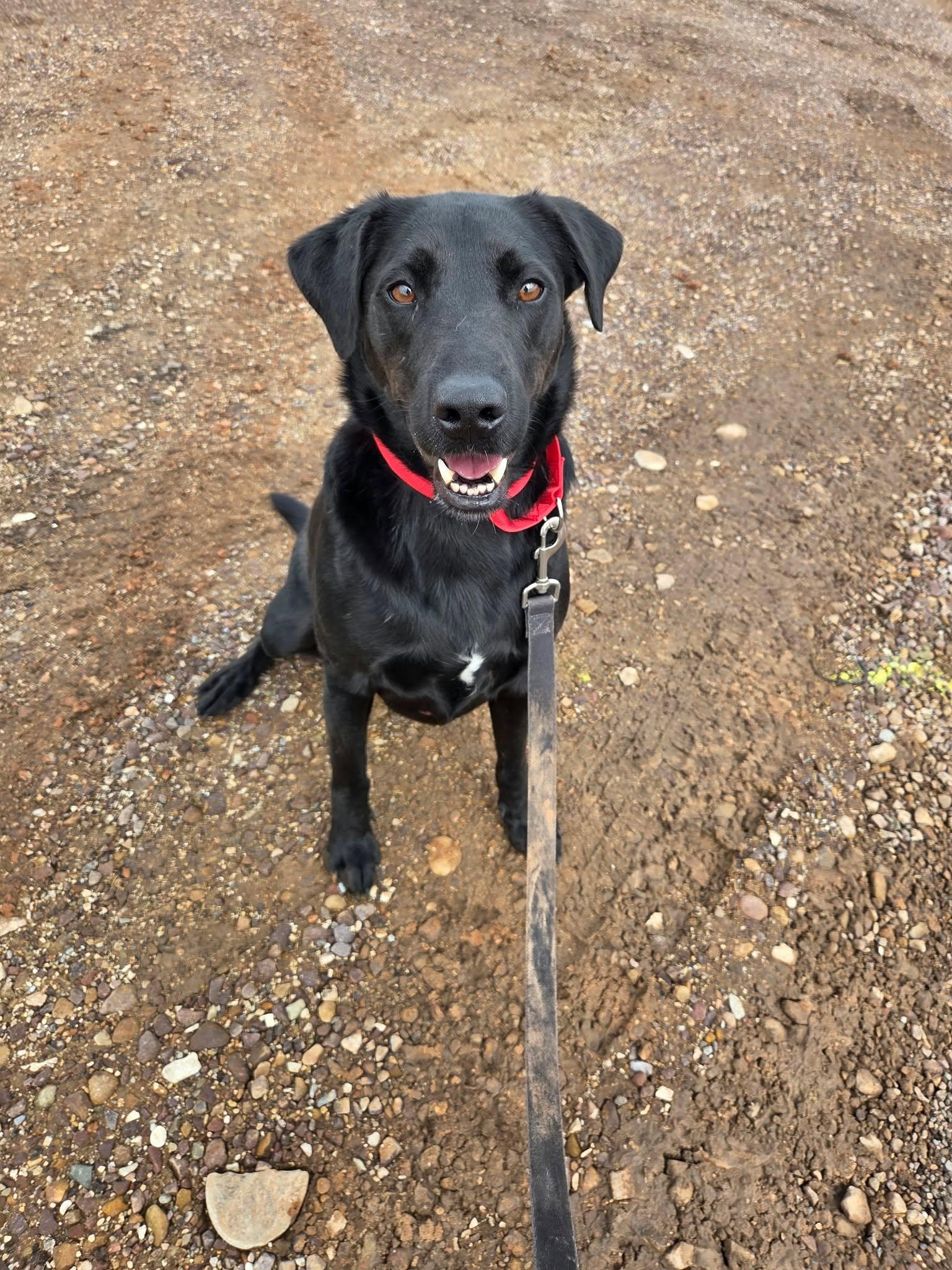 Enlarge Forest, a Adoptable mixed breed in Roosevelt, UT image 1/3
