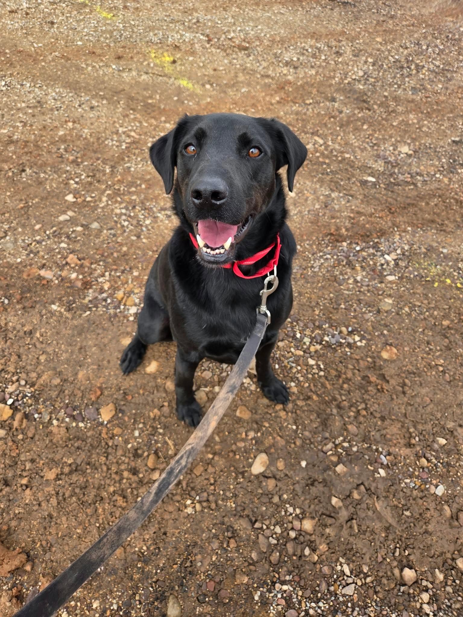 Enlarge Forest, a Adoptable mixed breed in Roosevelt, UT image 2/3