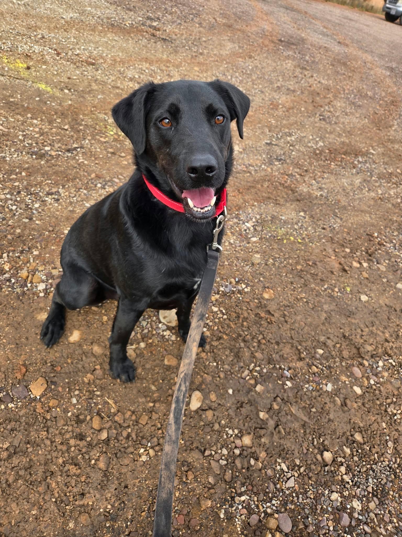 Enlarge Forest, a Adoptable mixed breed in Roosevelt, UT image 3/3