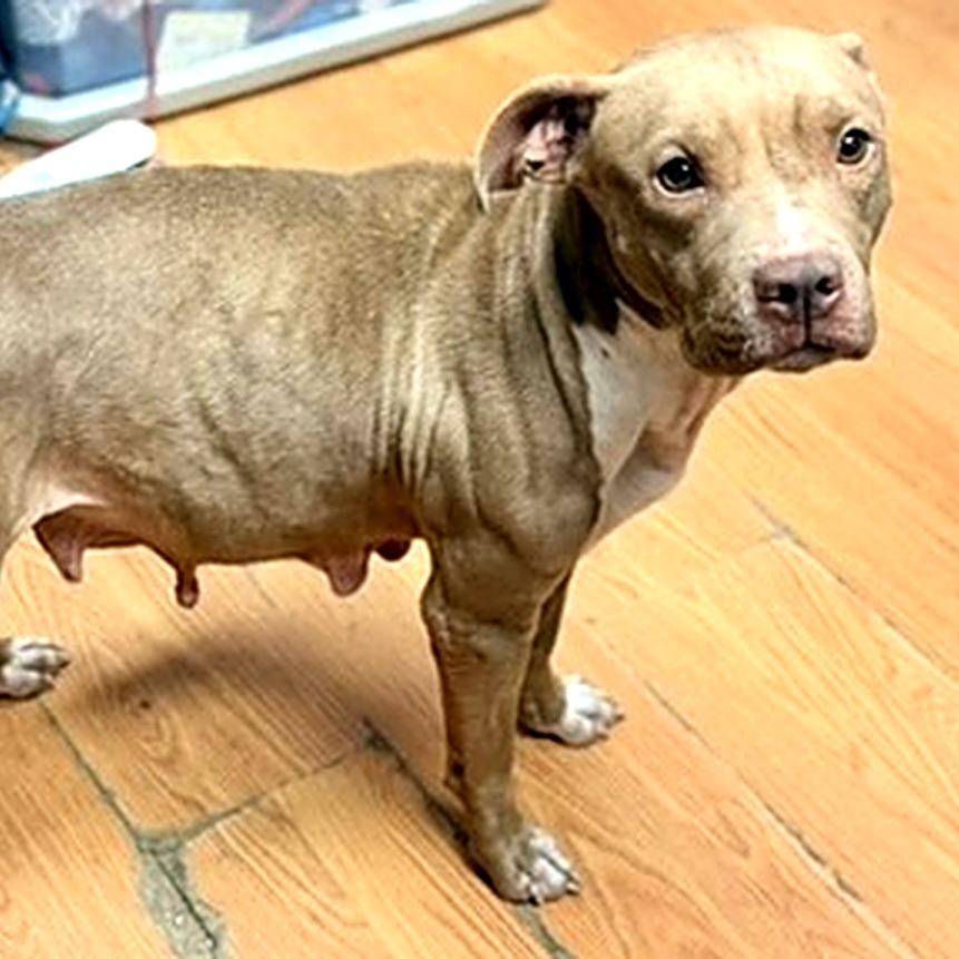 Momma, Adoptable, Adult Female Pit Bull Terrier.