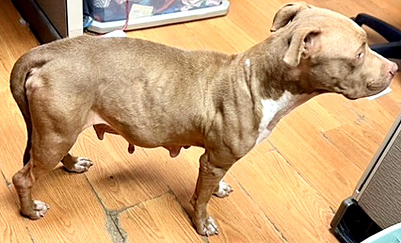 Enlarge Momma, a Adoptable mixed breed in Petersburg, VA image 3/3