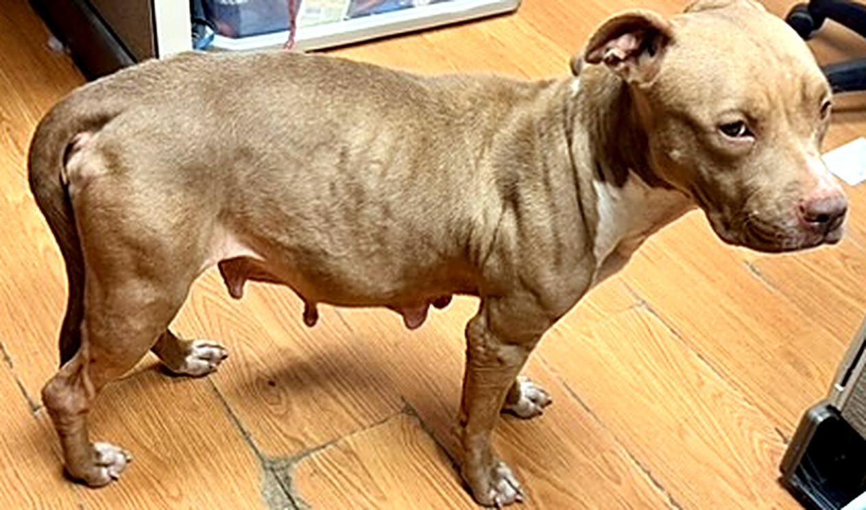 Enlarge Momma, a Adoptable mixed breed in Petersburg, VA image 2/3