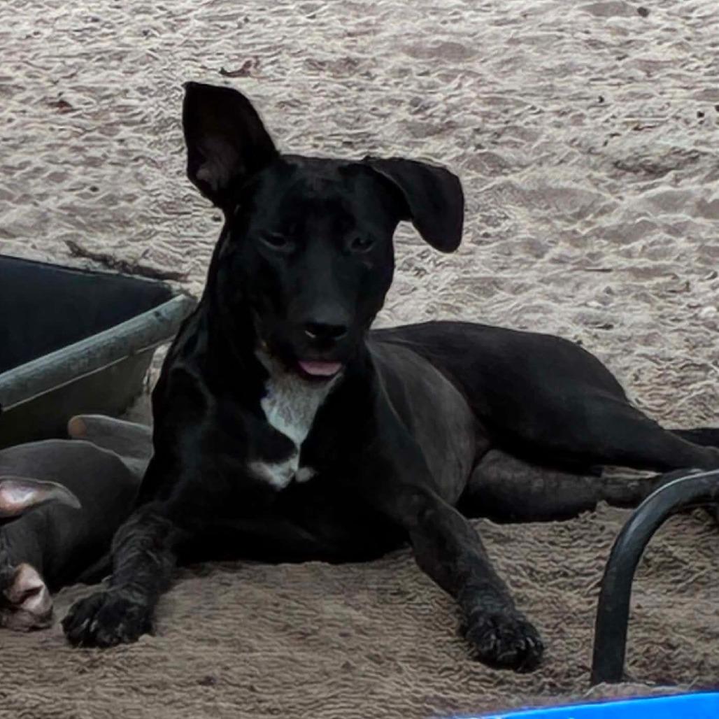 Suzy, Adoptable, Adult Female Mixed Breed.