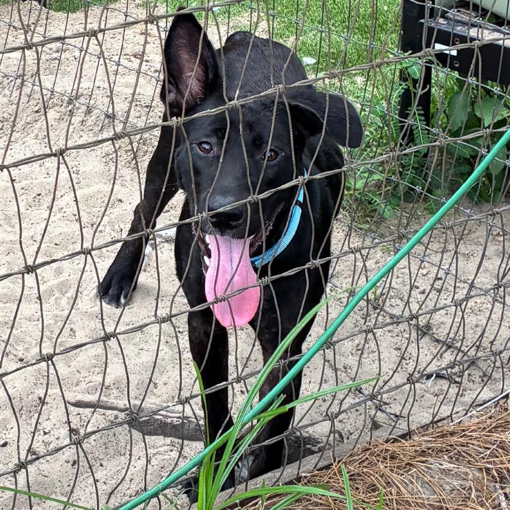 Enlarge Suzy, a Adoptable Mixed Breed in Morriston, FL image 2/4