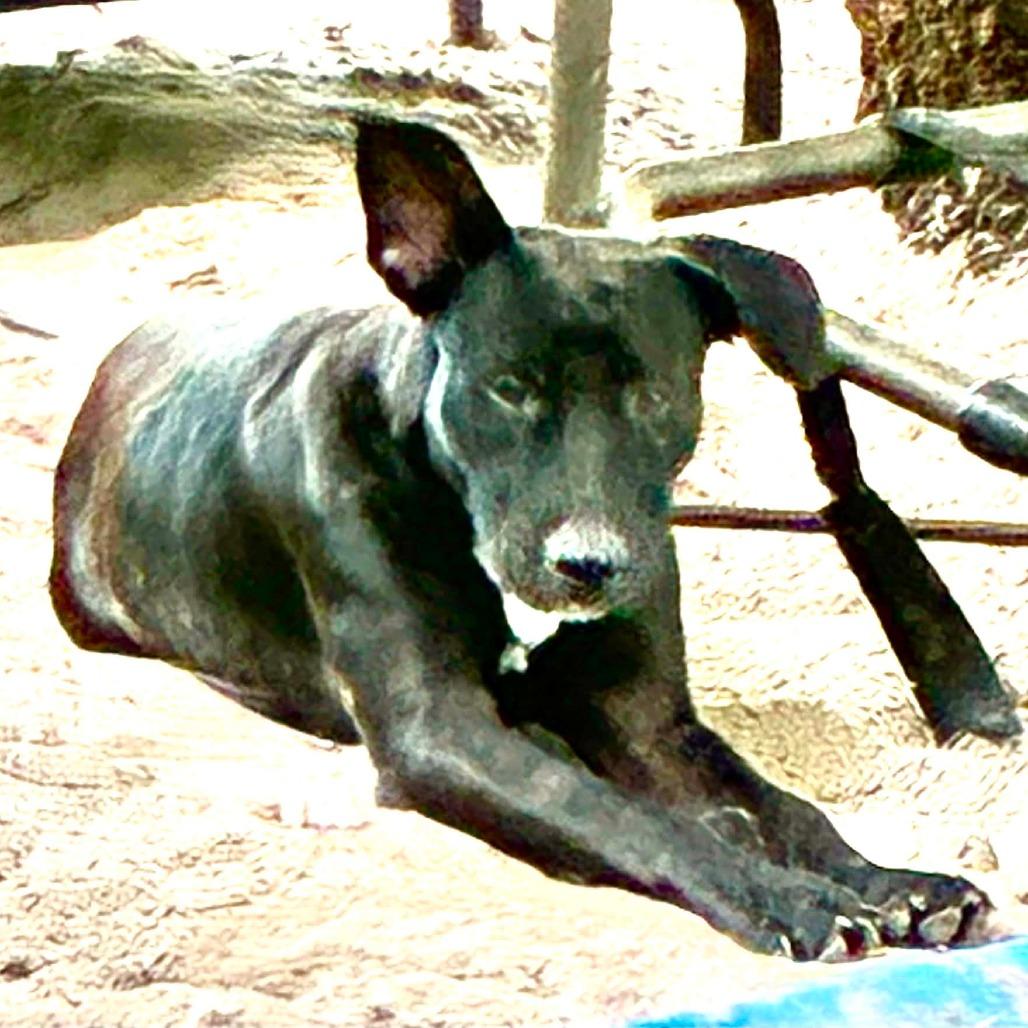 Enlarge Suzy, a Adoptable Mixed Breed in Morriston, FL image 3/4