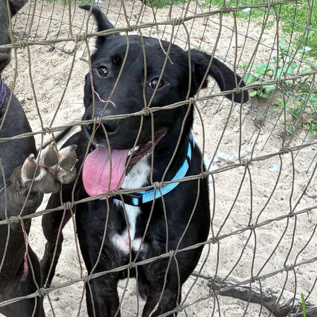 Enlarge Suzy, a Adoptable Mixed Breed in Morriston, FL image 4/4