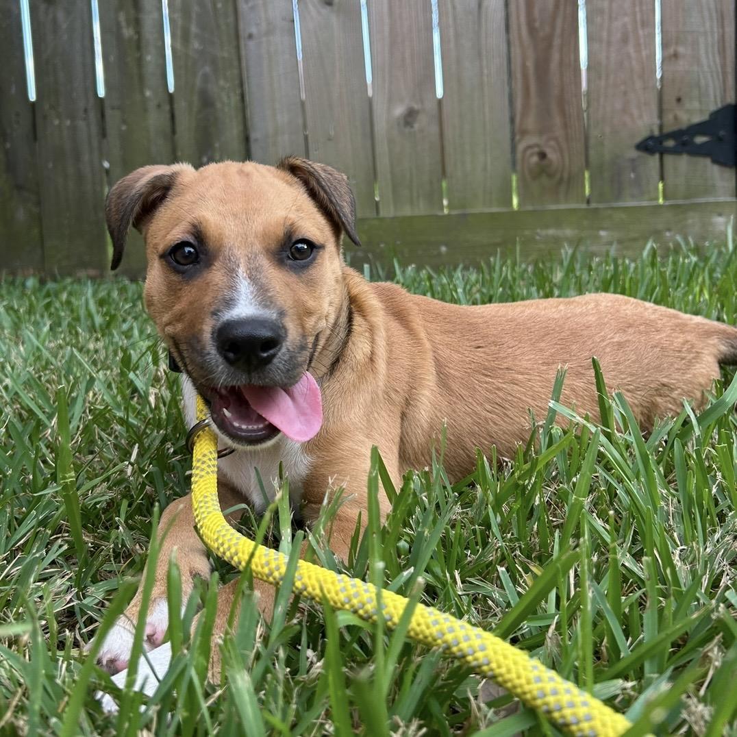 Enlarge Caramel, a Adoptable mixed breed in Charlotte, NC image 5/6