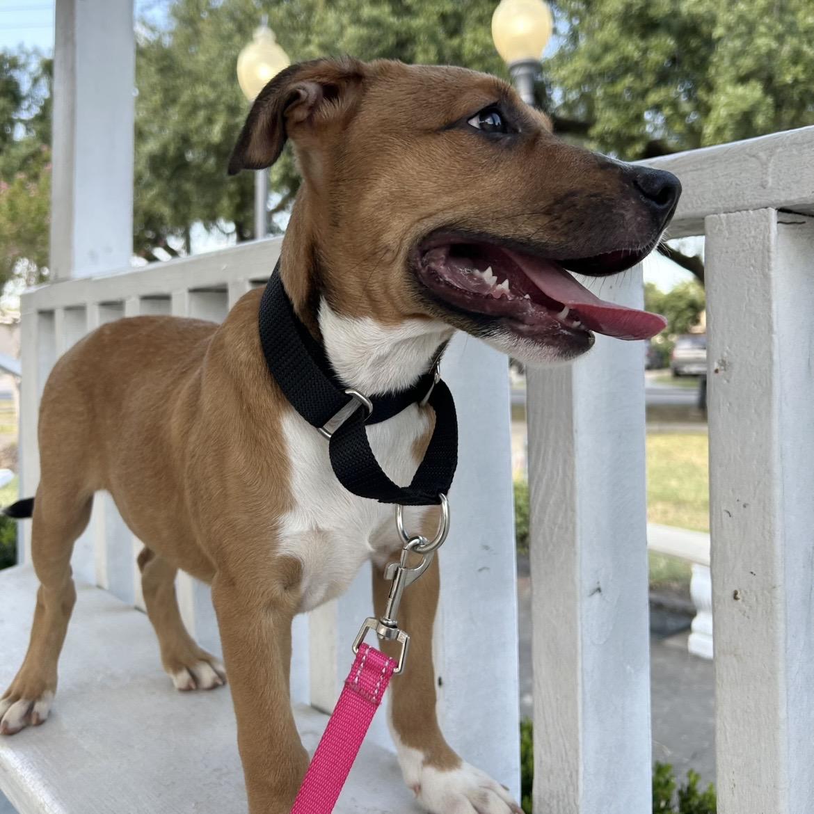 Enlarge Caramel, a Adoptable mixed breed in Charlotte, NC image 6/6