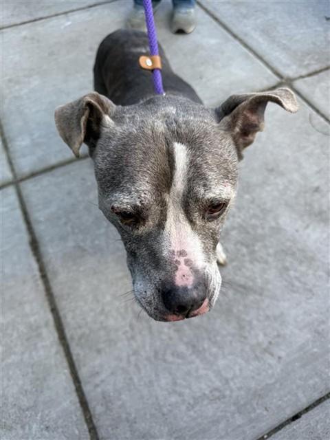 Enlarge KONA, a Adoptable Staffordshire Bull Terrier in Alameda, CA image 1/1