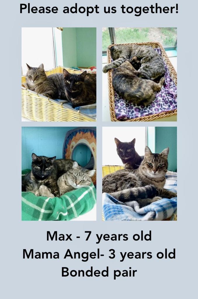 Max, Adoptable, Adult Male Domestic Short Hair.