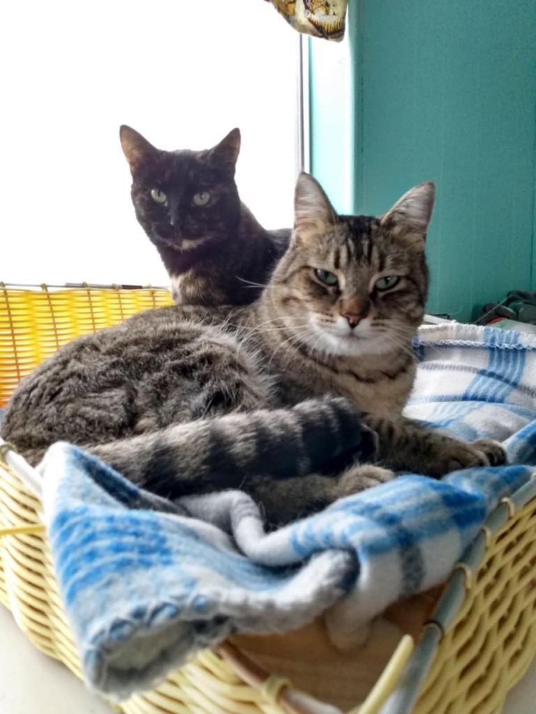 Max, Adoptable, Adult Male Domestic Short Hair.