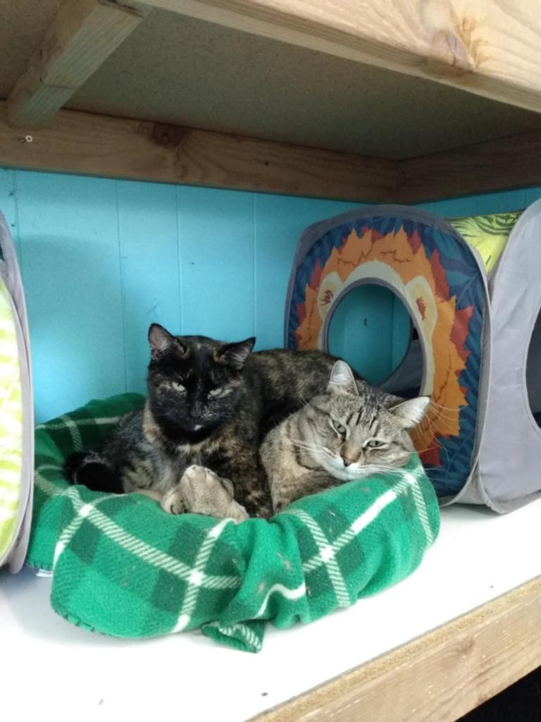 Enlarge Max, a Adoptable mixed breed in Ogden, UT image 2/6