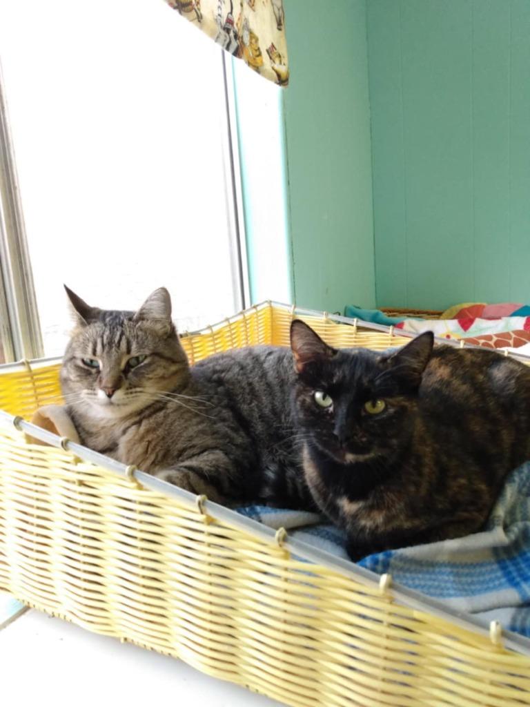 Enlarge Max, a Adoptable mixed breed in Ogden, UT image 5/6