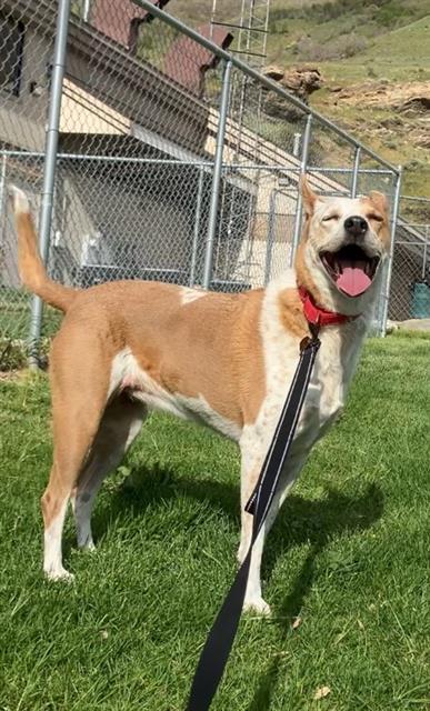 Enlarge SNICKERS, a Adoptable mixed breed in Fruit Heights, UT image 1/1